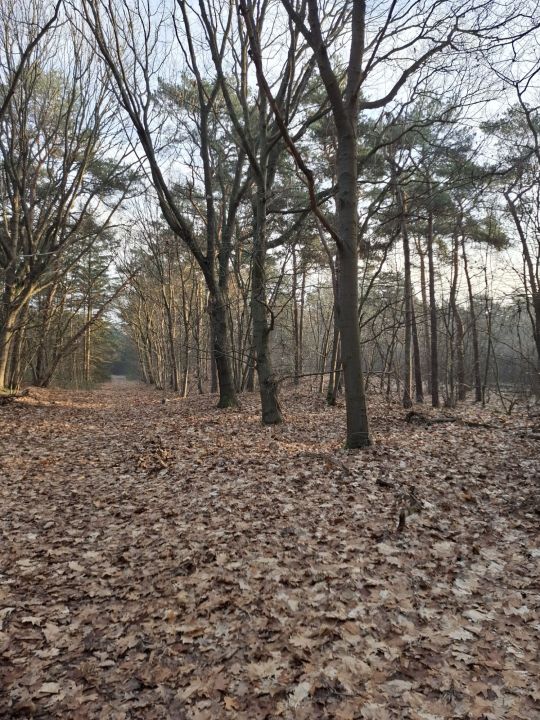 Foto 6 van Schaijk 24 januari