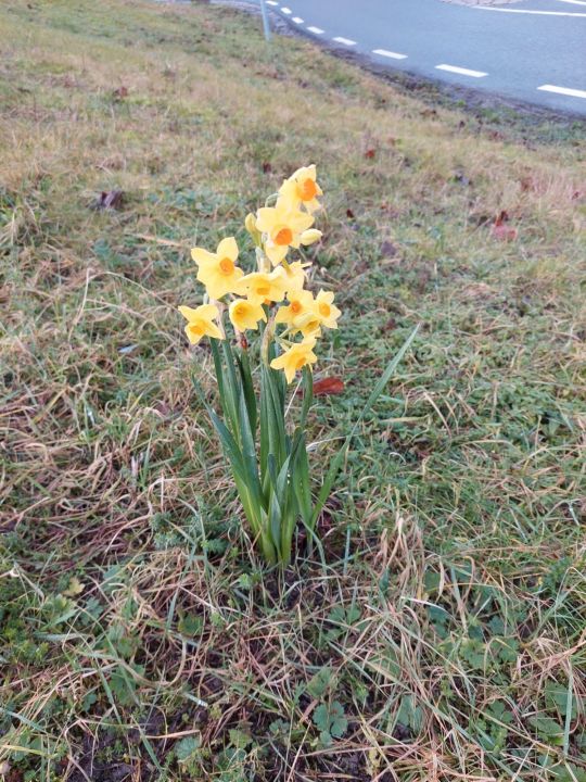 Foto 2 van De Lier 17 januari